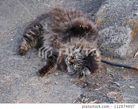 Friendly cat breakfast 112874697