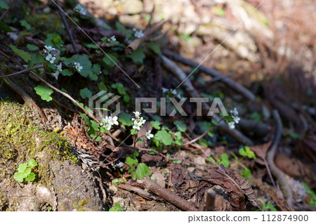 百合芥末花 百合芥末花 112874900