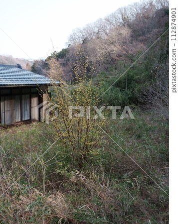 Dancarubi花 112874901