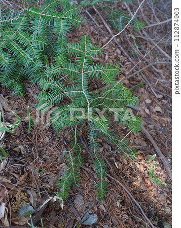 年輕的樅樹 112874903