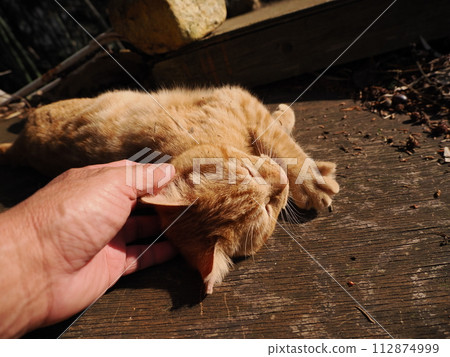 The adorable expression of a cute kitten playing innocently The adorable expression of a cute kitten playing innocently 112874999