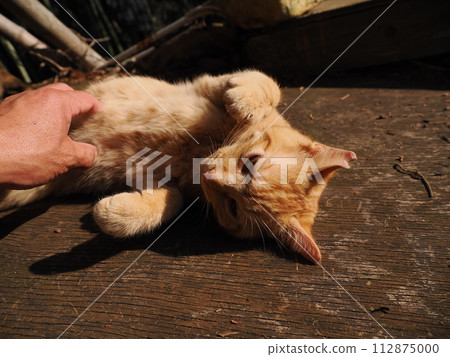 The adorable expression of a cute kitten playing innocently The adorable expression of a cute kitten playing innocently 112875000