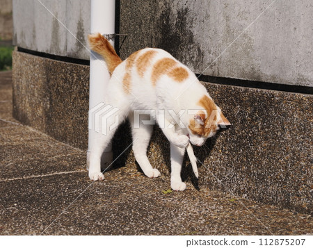 Cute cat playing alone Cute cat playing alone 112875207