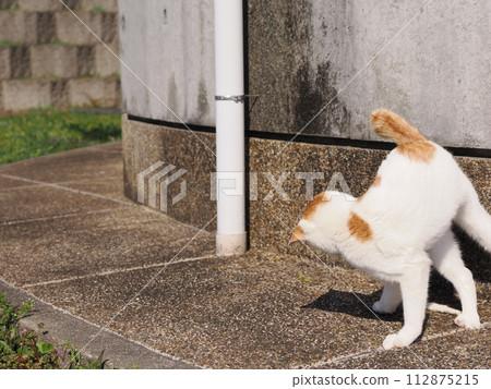 Cute cat playing alone Cute cat playing alone 112875215