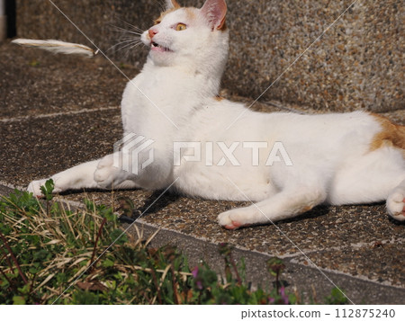 Cute cat playing alone Cute cat playing alone 112875240