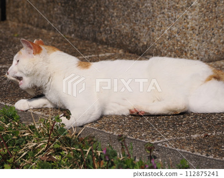 Cute cat playing alone Cute cat playing alone 112875241