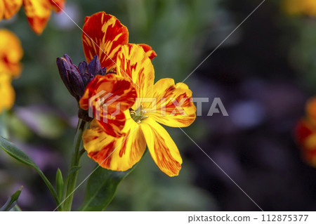 colored spring flowers  112875377