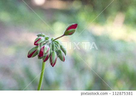 red buds red buds 112875381