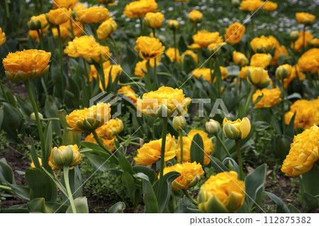 yellow tulips yellow tulips 112875382