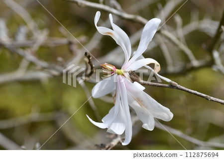 Kobushi花 Kobushi花 112875694