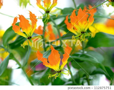 cut flower gloriosa cut flower gloriosa 112875751