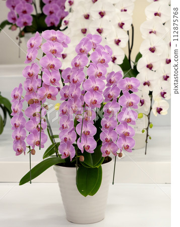Pink Moth orchid 112875768