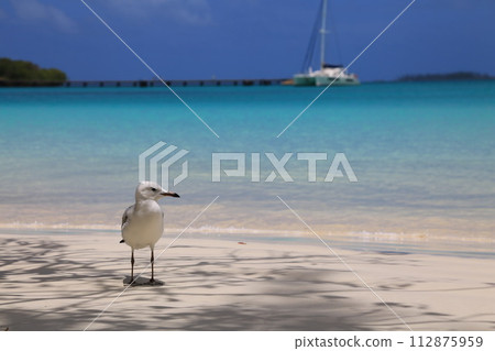 New Caledonia's blue sea and white birds New Caledonia's blue sea and white birds 112875959