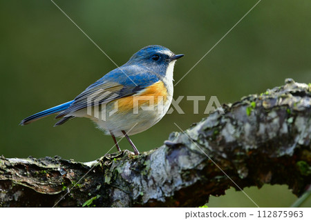 A beautiful little blue bird, the Blue-breasted Redstart, encountered while bird-watching in the park in winter. 112875963