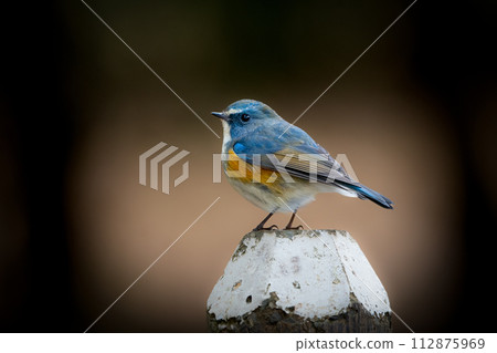 A beautiful little blue bird, the Blue-breasted Redstart, encountered while bird-watching in the park in winter. 112875969