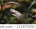 Chameleon that sticks to branches 112875992