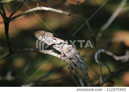 Chameleon that sticks to branches 112875992