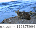 Cat resting on a rock along the coast 112875994