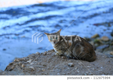 Cat resting on a rock along the coast 112875994