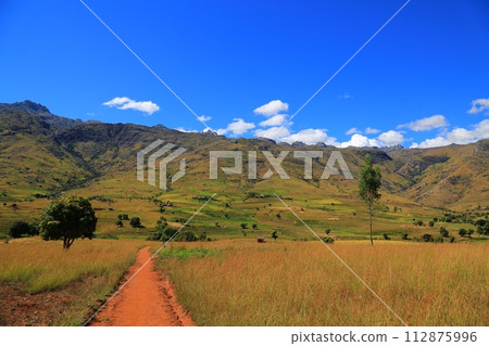 African wildlife African wildlife 112875996