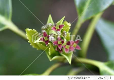 Female flower of Aoki 112876021