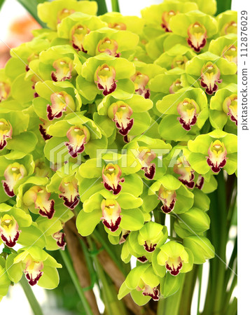 potted cymbidium 112876029