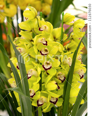 potted cymbidium 112876030
