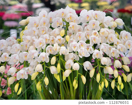 potted cymbidium 112876031