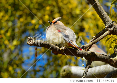 冬天在公園觀鳥時看到美麗的候鳥太平鳥 112876055
