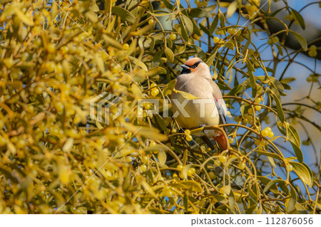 冬天在公園觀鳥時看到美麗的候鳥太平鳥 冬天在公園觀鳥時看到美麗的候鳥太平鳥 112876056