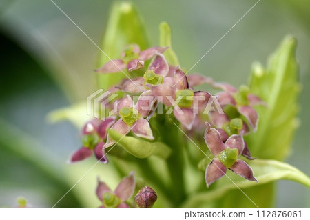 Female flower of Aoki 112876061