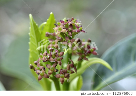 Female flower of Aoki 112876063