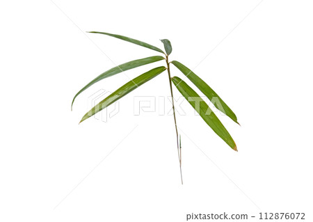 Green bamboo leaves isolated on white 112876072