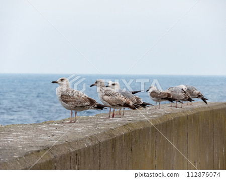 European herring gull or Larus argentatus birds European herring gull or Larus argentatus birds 112876074