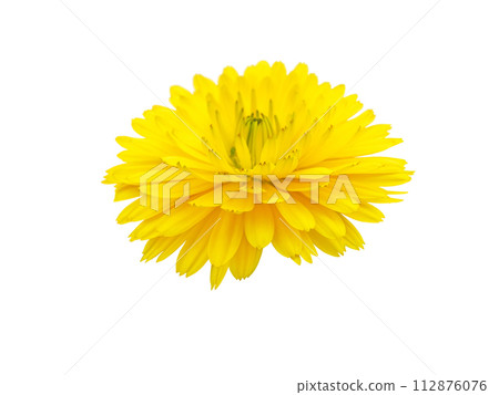 Calendula or marigold yellow flower isolated on white 112876076