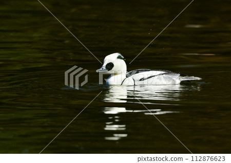 A beautiful black-and-white panda-like duck, Mico merganser, seen at the waterside of a winter park during bird watching. 112876623