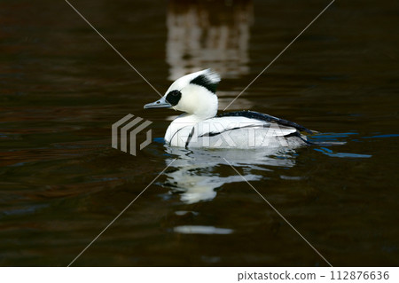 A beautiful black-and-white panda-like duck, Mico merganser, seen at the waterside of a winter park during bird watching. A beautiful black-and-white panda-like duck, Mico merganser, seen at the waterside of a winter park during bird watching. 112876636
