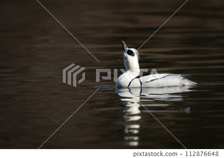 A beautiful black-and-white panda-like duck, Mico merganser, seen at the waterside of a winter park during bird watching. 112876648