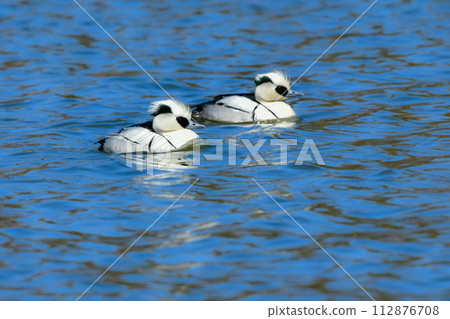 在冬季公園的水邊觀鳥時,可以看到一隻美麗的黑白熊貓鴨(Mico merganser)。 在冬季公園的水邊觀鳥時,可以看到一隻美麗的黑白熊貓鴨(Mico merganser)。 112876708