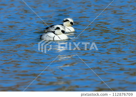 A beautiful black-and-white panda-like duck, Mico merganser, seen at the waterside of a winter park during bird watching. A beautiful black-and-white panda-like duck, Mico merganser, seen at the waterside of a winter park during bird watching. 112876709