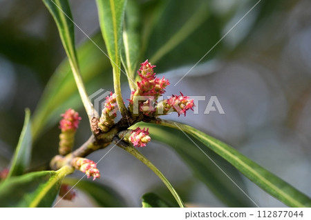 Yamamomo female flower Yamamomo female flower 112877044