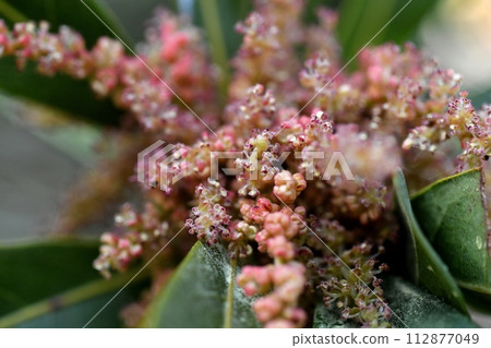 Yamamomo's male flower Yamamomo's male flower 112877049