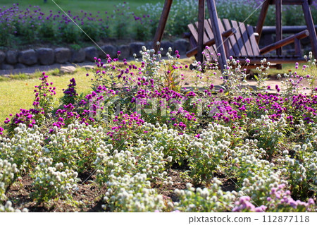 盛開的精子花 112877118