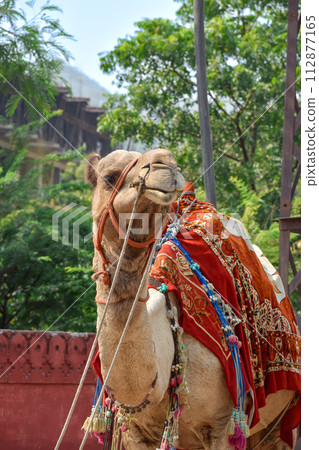 Vertical image of camel for tourist routes in pink city of Jaipur in Rajasthan. 112877165