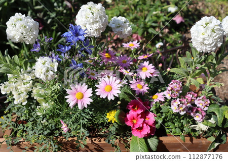 Colorful spring flowers planted in a wood planter Colorful spring flowers planted in a wood planter 112877176