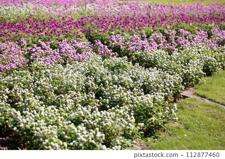 盛開的精子花 112877460