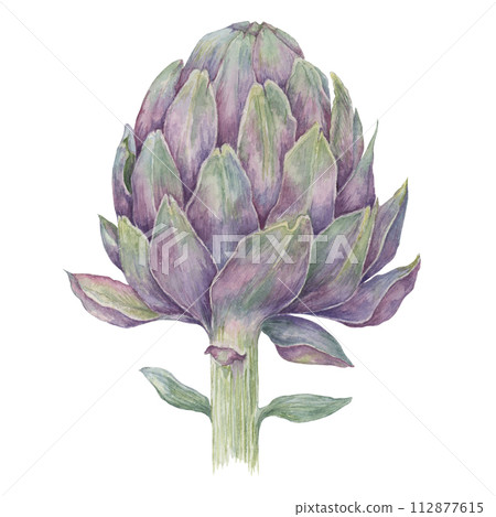 Single globe artichoke isolated on white background Single globe artichoke isolated on white background 112877615