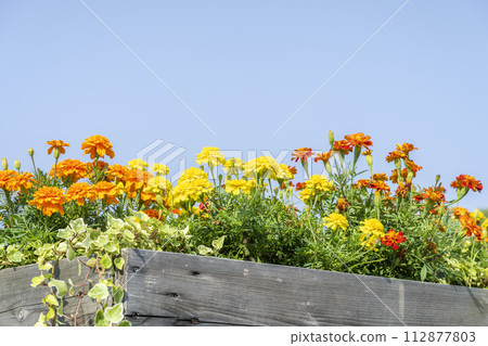 Marigold Yurigahara Park Sapporo City Marigold Yurigahara Park Sapporo City 112877803