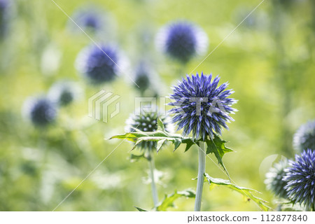 Rurita thistle, Takino Suzuran Hills Park, Sapporo City Rurita thistle, Takino Suzuran Hills Park, Sapporo City 112877840