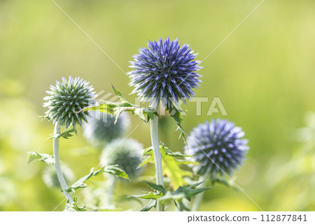 札幌市瀧野鈴蘭之丘公園琉璃田薊 112877841